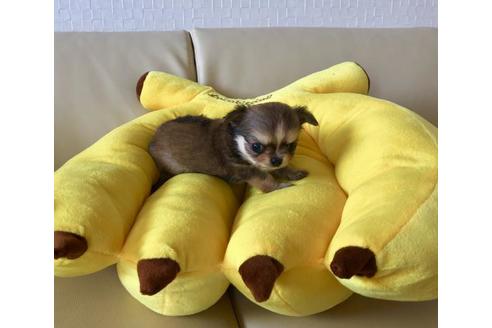 成約済の香川県のチワワ(ロングコート)-53235の4枚目